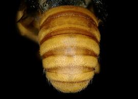   Hypanthidium magdalenae  male abdomen, photo: C. Ritner 
