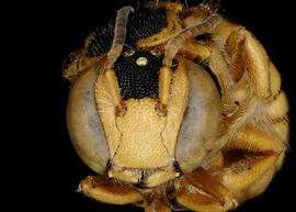   Hypanthidium magdalenae  male face, photo: C. Ritner 
