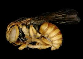  Hypanthidium magdalenae  male lateral habitus, photo: C. Ritner 
