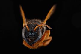   Notanthidium steloides  female face, photo: C. Ritner 
