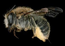   Plesianthidium calescens  female lateral habitus, photo: C. Ritner 
