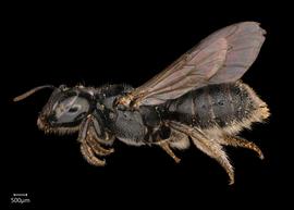   Ceratina ales  female lateral habitus, photo: Joshua Hengel 
