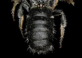   Othinosmia globicola  male abdomen, photo: C. Ritner 
