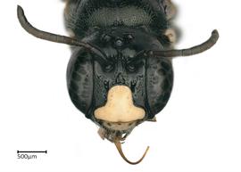   Ceratina braunsi , male face. photo: Colleen Meidt 
