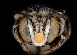   Serapista intermedia  male face, photo: C. Ritner 
