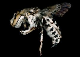   Serapista intermedia  male lateral habitus, photo: C. Ritner 
