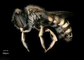   Anthidium platyfronsnbsp; male lateral habitus, photo: Chelsey Ritner
