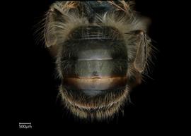  Osmia cornifrons  abdomen, photo: Chelsey Ritner 
