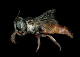   Radoszkowskiana rufiventris  female lateral habitus, photo: C. Ritner 
