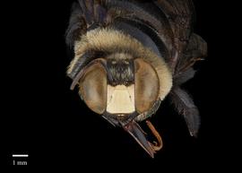  Xylocopa amethystina, male face, photo: Colleen Meidt 
