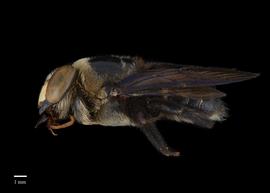  Xylocopa amethystina, male, lateral, photo: Colleen Meidt 
