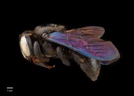  Xylocopa amethystina, female lateral, photo: Colleen Meidt 
