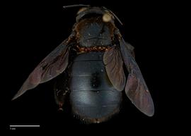  Xylocopa dejeanii female abdomen, photo: Colleen Meidt 
