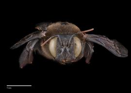  Xylocopa dejeanii female face, photo: Colleen Meidt 
