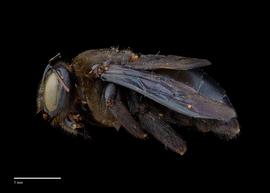  Xylocopa dejeanii female lateral, photo: Colleen Meidt 
