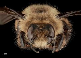  Xylocopa uclesiensis, male, face, habitus, photo: J. Scott Adams 

