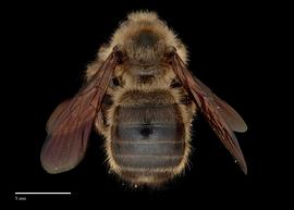  Xylocopa uclesiensis, male, abdomen, habitus, photo: J. Scott Adams 
