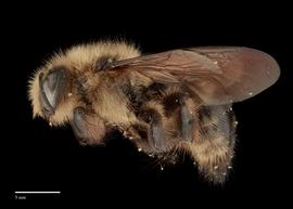  Xylocopa uclesiensis, male, lateral, habitus, photo: J. Scott Adams 
