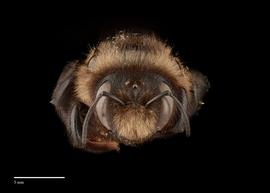  Xylocopa uclesiensis, female, face, habitus, photo: J. Scott Adams 
