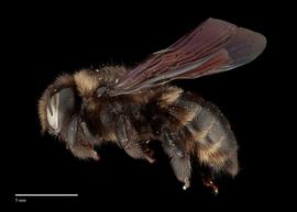  Xylocopa uclesiensis, female, lateral, habitus, photo: J. Scott Adams 

