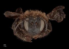  Xylocopa nitidiventris, female face, photo J. Scott Adams 
