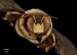  Xylocopa ciliata, male, face, photo Brooke Bagot 
