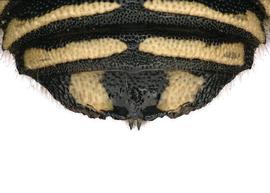   Pseudoanthidium meximium  female T6 apical margin with emarginate projection, photo: C. Ritner 
