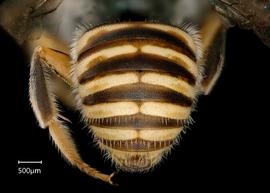   Anthidium amabile  male abdomen, photo: Chelsey Ritner 
