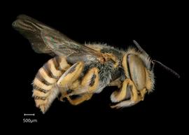   Anthidium amabile  male lateral habitus, photo: Chelsey Ritner 
