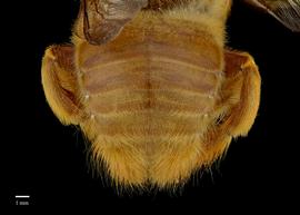  Xylocopa sp., male, abdomen, habitus, photo: Brooke Bagot 
