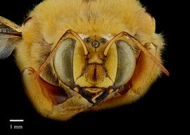  Xylocopa sp., male, face, habitus, photo: Brooke Bagot 
