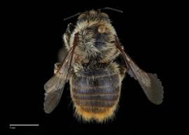  Xylocopa cantabrita, male, abdomen, habitus, photo: Colleen Meidt 

