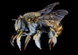   Anthidium manicatum  male lateral habitus, photo: C. Ritner 
