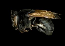   Duckeanthidium sp.  female lateral habitus, photo: C. Ritner 
