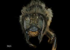   Osmia pedicornis  female face, photo: Chelsey Ritner 
