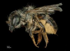   Osmia pedicornis  female lateral habitus, photo: Chelsey Ritner 
