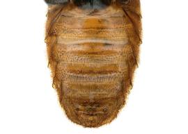   Euaspis erythros  male sterna, photo: C. Ritner 
