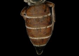   Allodioxys  aff.  ammobius  female abdomen, photo: C. Ritner 
