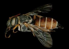   Allodioxys  aff.  ammobius  female lateral habitus, photo: C. Ritner 
