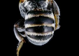   Atoposmia  aff.  daleae  male abdomen, hoto: C. Ritner 
