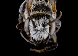   Atoposmia  aff.  daleae  male face, photo: C. Ritner 
