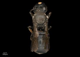   Ceratina  sp. female dorsal habitus, photo: Joshua Hengel 
