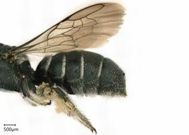   Ceratine sp . apicalhairbands. photo: Chelsey Ritner 
