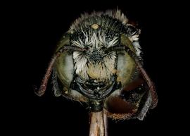   Stenoheriades eingeddicus  male face, photo: C. Ritner 
