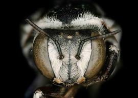   Serapista serrata  female lateral face, photo: C. Ritner 
