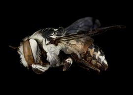   Serapista serrata  female lateral habitus, photo: C. Ritner 
