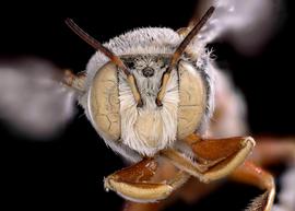   Anthidium tesselatum  male face, photo: C. Ritner 
