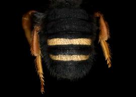   Notanthidium chilense  male abdomen, photo: C. Ritner 
