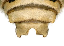   Pseudoanthidium wahrmannicum  male T7 bilobed and medially emarginate, photo: C. Ritner 
