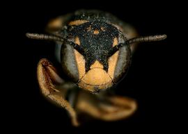   Bathanthidium bifoveolata  male face, photo: C. Ritner 
